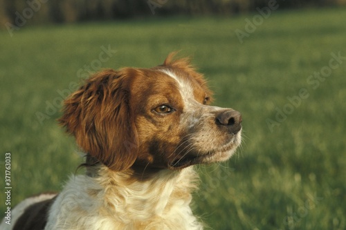 Portrait of Brittany Spaniel Dog