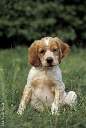 Brittany Spaniel Dog, Pup sitting on Grass