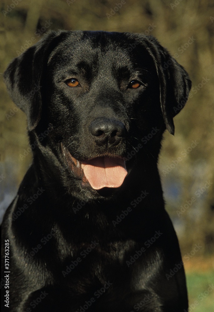 Portrait of Black Labrador Retriever Dog