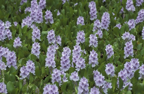 Water Hyacinth, eichhornia crassipes, Covering River, Malaysia