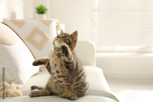 Cute tabby kitten on sofa indoors, space for text. Baby animal