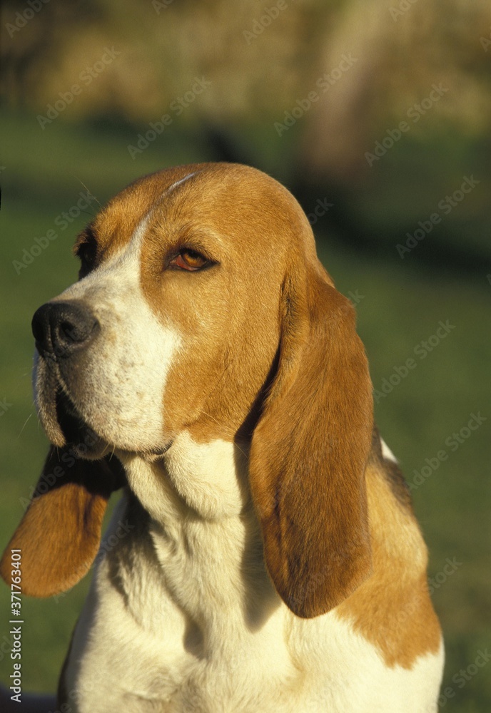 Portrait of Artois Hound Dog