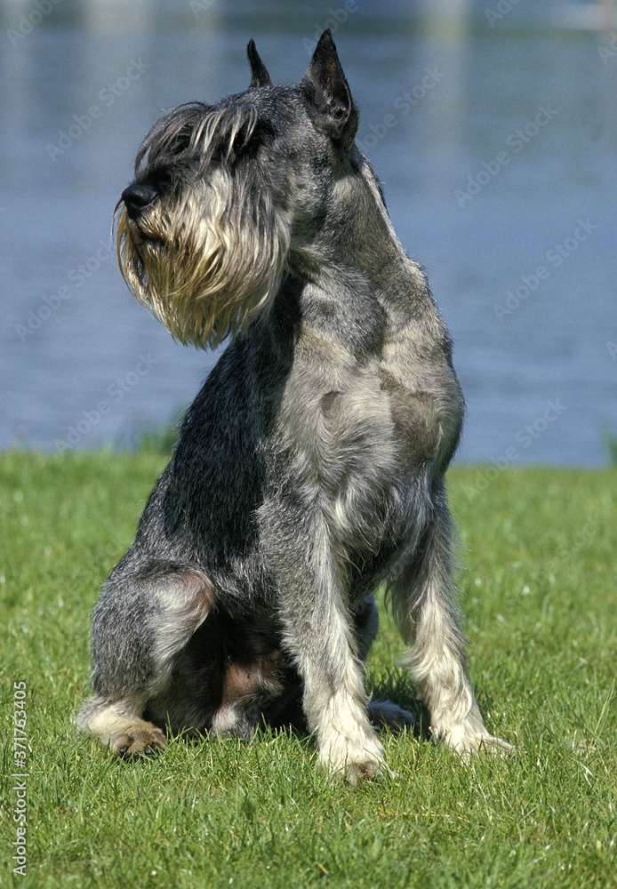 Giant Schnauzer (Old Standard Breed with Cut Ears), Male sitting near Water Giant Schnauzer (Old Standard Breed with Cut Ears), Male sitting near Water