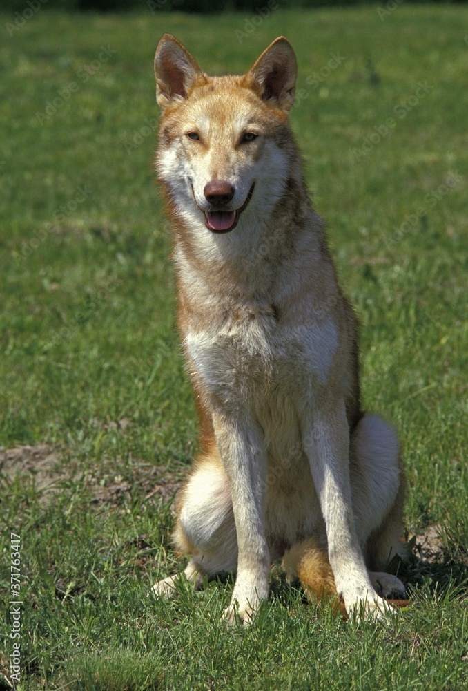 Saarloos Wolfhound, Dog Breed from Netherlands Saarloos Wolfhound, Dog Breed from Netherlands