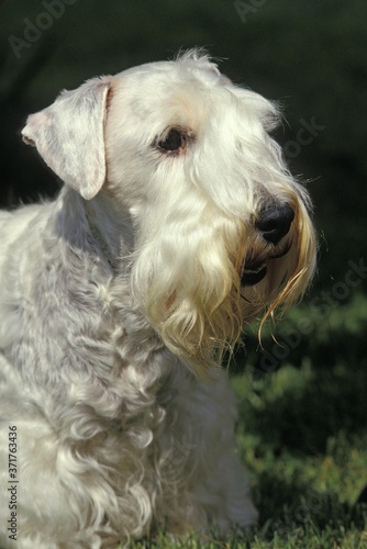 Sealyham Terrier Dog, Portrait of Adult