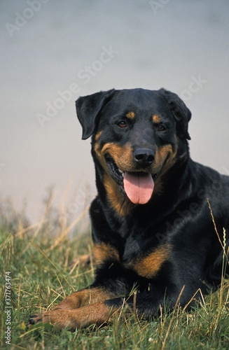 Rottweiler Dog, Adult laying on Grass