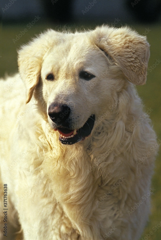 Kuvasz Dog, Portrait of Adult Kuvasz Dog, Portrait of Adult