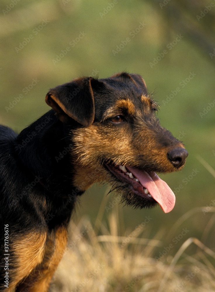 Jagd Terrier Dog, Portrait of Adult with Tongue out