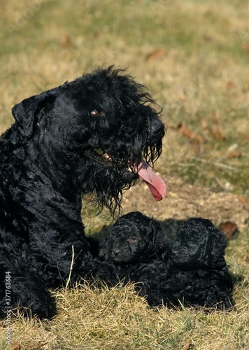 Fototapeta Naklejka Na Ścianę i Meble -  Kerry Blue Terrier Dog, Mother and Pup
