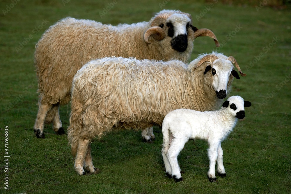 Thones and Marthod Domestic Sheep, Ram, Ewe and Lamb Thones and Marthod Domestic Sheep, Ram, Ewe and Lamb