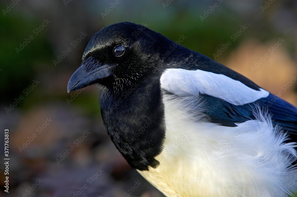 Obraz premium Black Billed Magpie or European Magpie, pica pica, Normandy