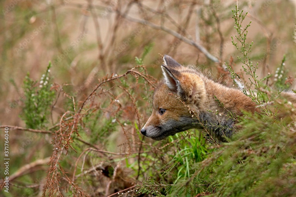 Red Fox, vulpes vulpes, Cub, Normandy Red Fox, vulpes vulpes, Cub, Normandy