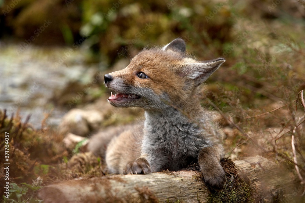 Obraz premium Red Fox, vulpes vulpes, Cub, Normandy