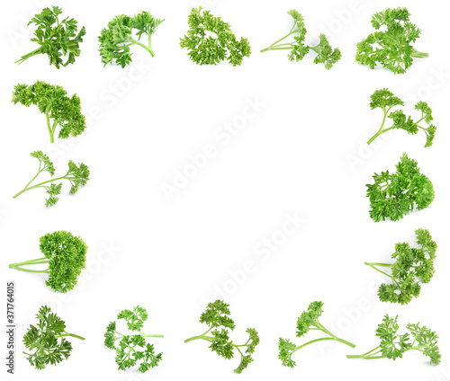 Frame of green curly parsley on white background