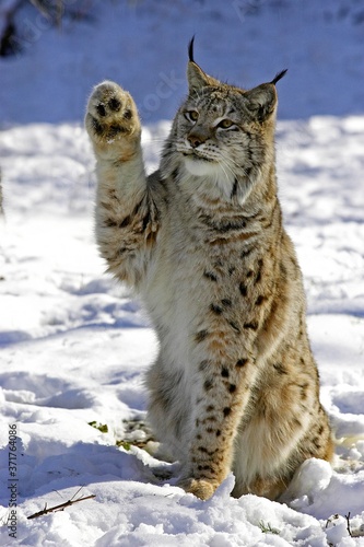 European Lynx  felis lynx  Adult standing on Snow Holding its Paw up