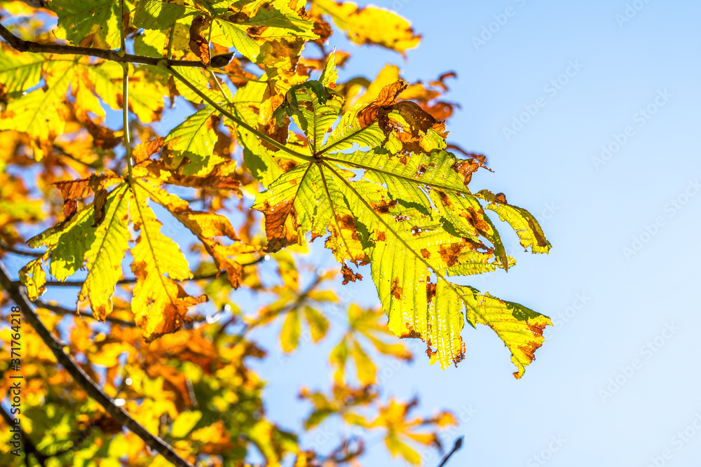 Yellow leaves on a tree in Autumn Yellow leaves on a tree in Autumn