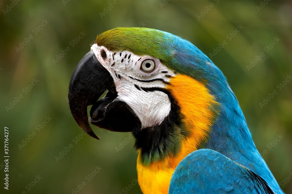 Portrait of Blue-and-Yellow Macaw, ara ararauna Portrait of Blue-and-Yellow Macaw, ara ararauna