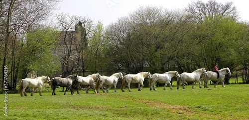 Fotografie Percheron Draft Horses, a French Breed, Walking on Line
