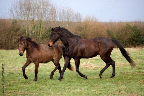 English Thoroughbred Male Horse with Foal (no Breed) © slowmotiongli