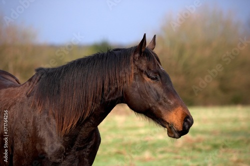 English Thoroughbred Horse, portrait of Male © slowmotiongli