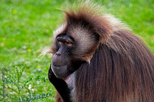 Wallpaper Mural Gelada Baboon, theropithecus gelada, Portrait of Male Torontodigital.ca