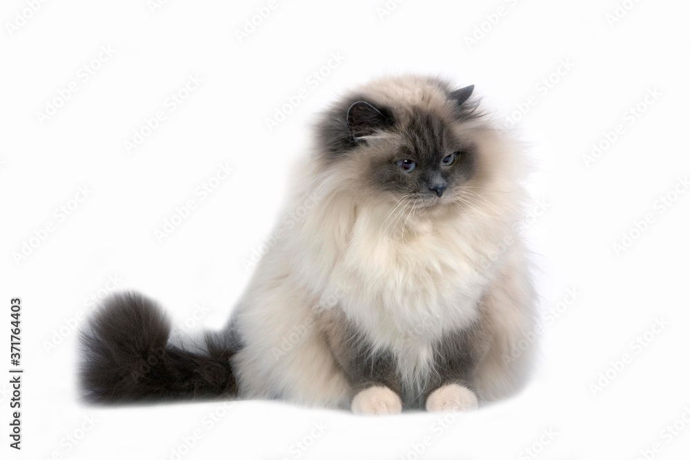 Blue Birmanese Domestic Cat against White Background Blue Birmanese Domestic Cat against White Background