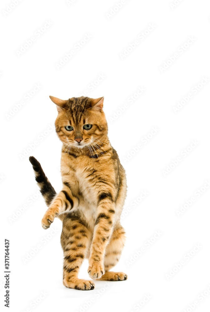 Obraz premium Brown Spotted Tabby Bengal Domestic Cat holding Paw up against White Backgroundd