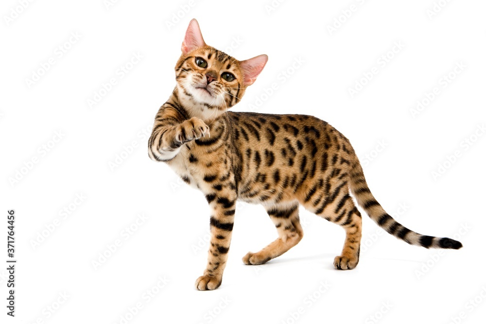 Cat holding paw up deals