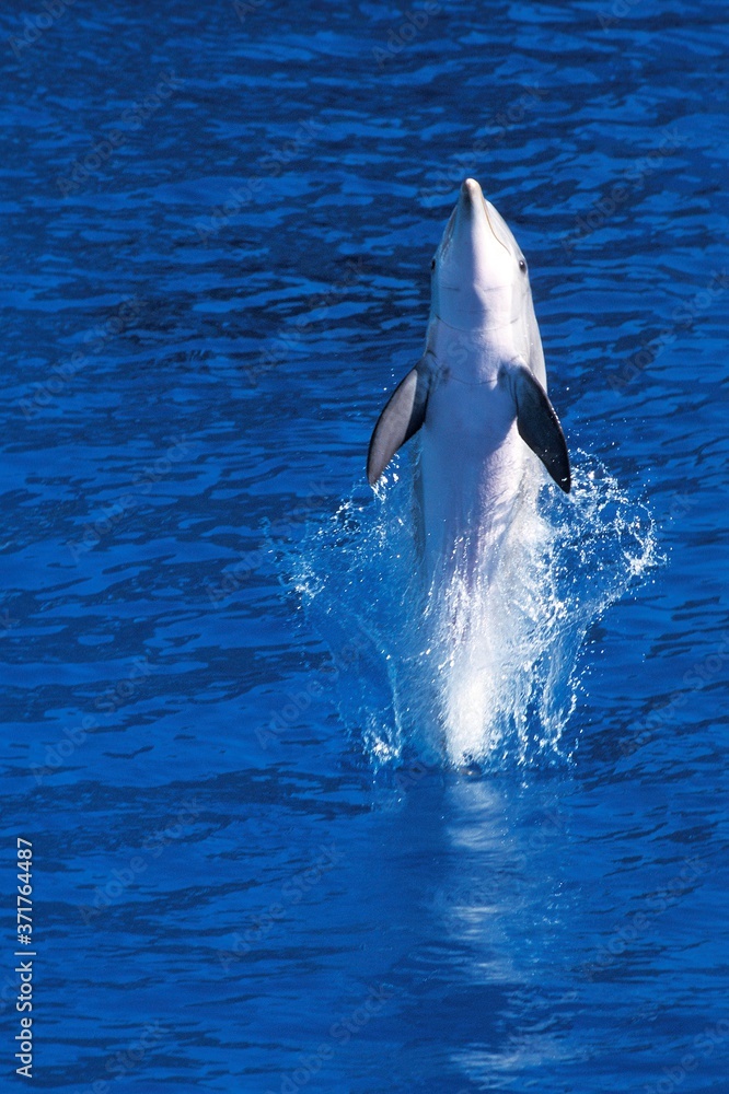 Fototapeta premium Bottlenose Dolphin, tursiops truncatus, Leaping