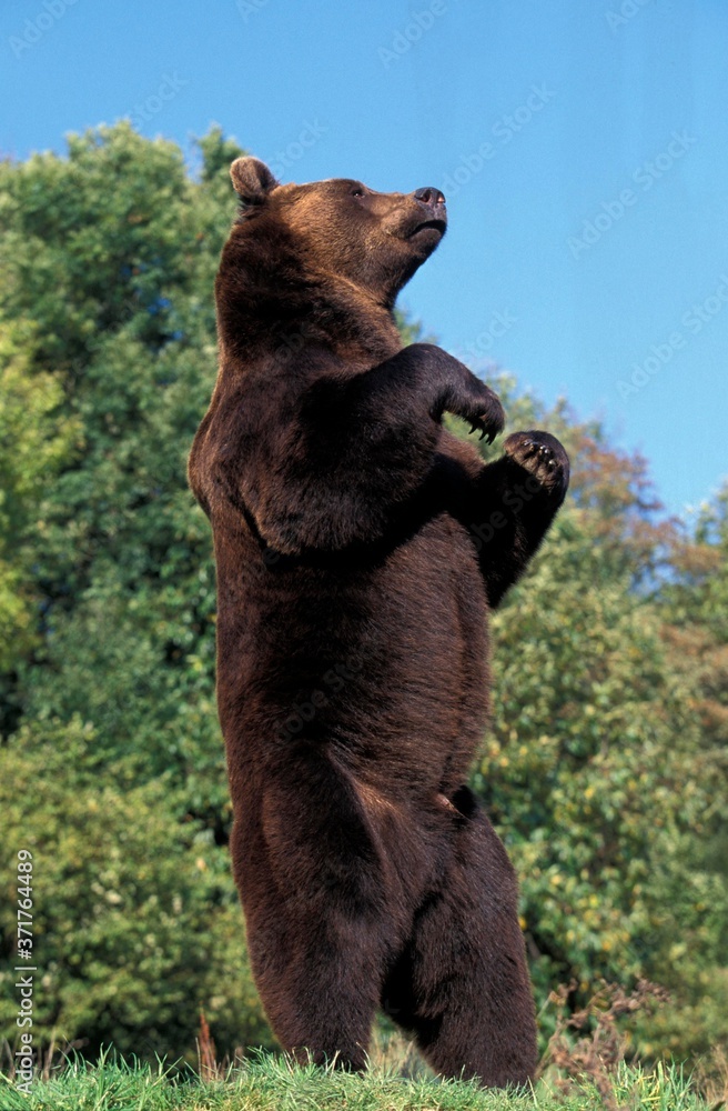 Fototapeta premium Brown Bear, ursus arctos, Standing on its Hind Legs, Looking around