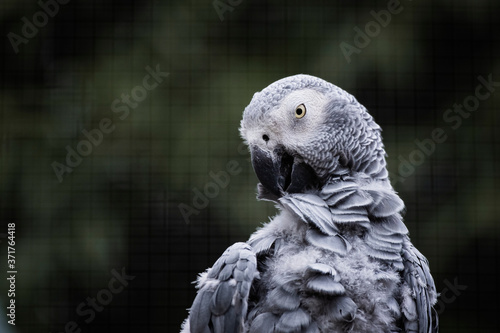 Portrait d'un perroquet gris du Gabon
