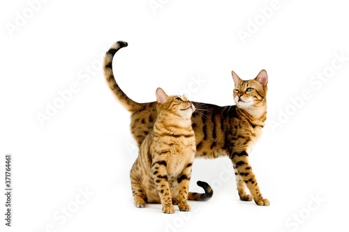 Wallpaper Mural Brown Spotted Tabby Bengal Domestic Cat against White Background Torontodigital.ca