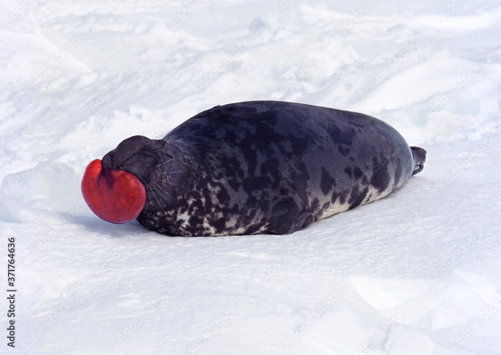 Fototapeta premium Hooded Seal, cystophora cristata, Male standing on Ice Floe, The hood and membrane are used for aggression display when threatened and as a warning during the breeding season, , Canada