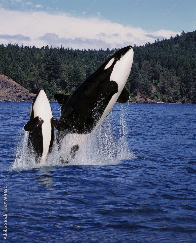 Obraz premium Killer Whale, orcinus orca, Mother and Calf Leaping, Canada