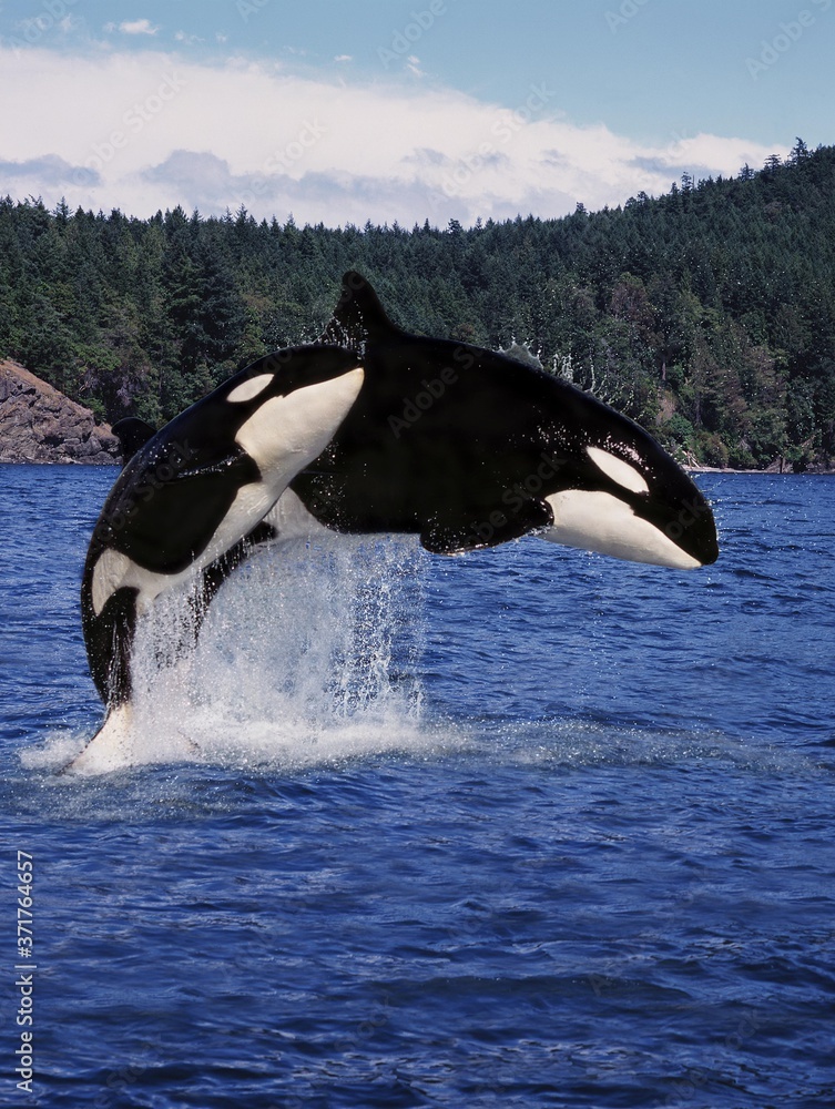 Obraz premium Killer Whale, orcinus orca, Mother and Calf Leaping, Canada