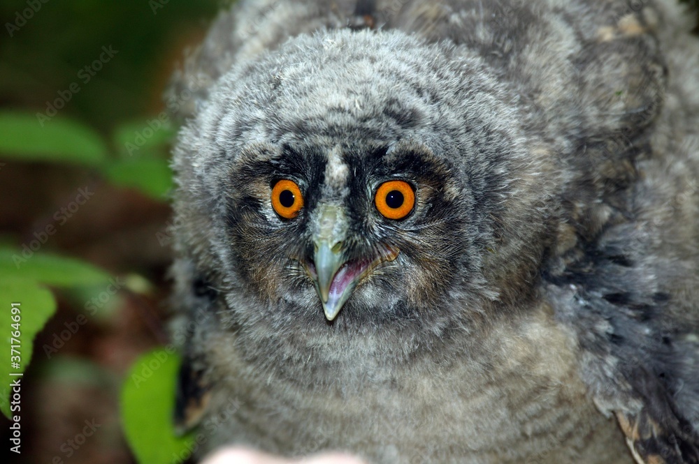 Long-Eared Owl, asio otus, Young calling, Normandy Long-Eared Owl, asio otus, Young calling, Normandy