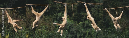 White-Handed Gibbon, hylobates lar, Moving, hanging from Liana, Movement Sequence
