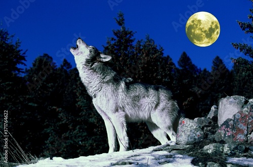 European Wolf, canis lupus, Adult Howling at the Moon © slowmotiongli