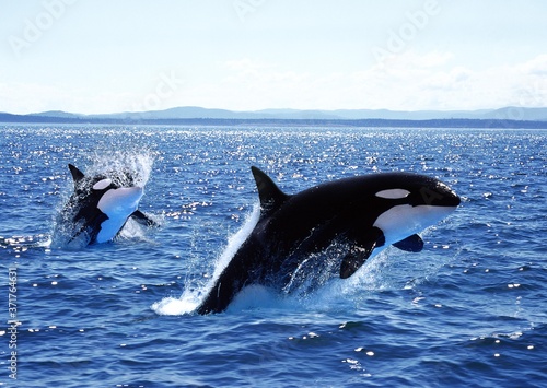 Killer Whale, orcinus orca, Mother and Calf Leaping, Canada © slowmotiongli