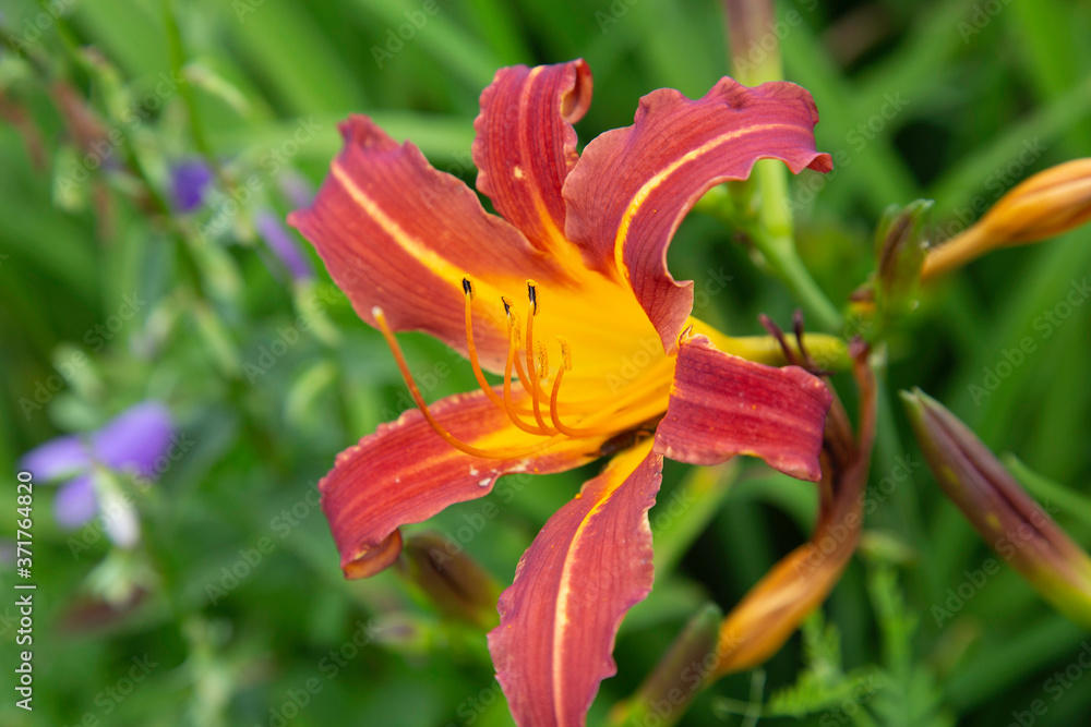 Obraz premium Tiger Lily