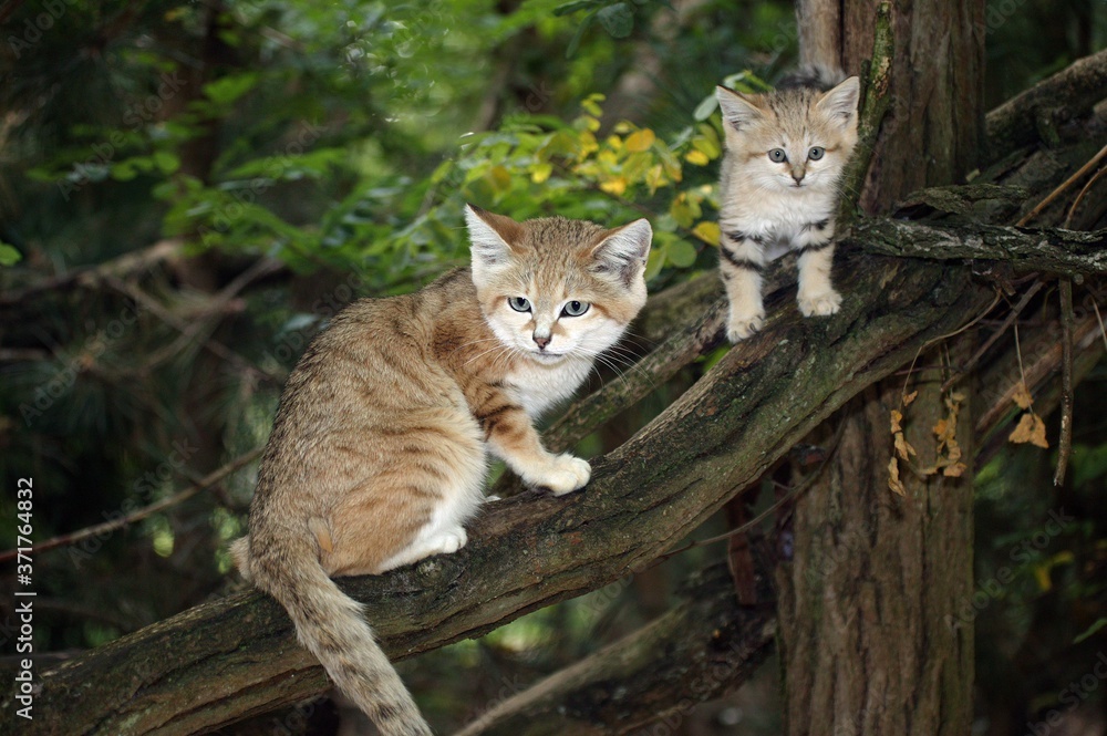 Sand Cat, felis margarita, Female with Young standing on Branch Sand Cat, felis margarita, Female with Young standing on Branch