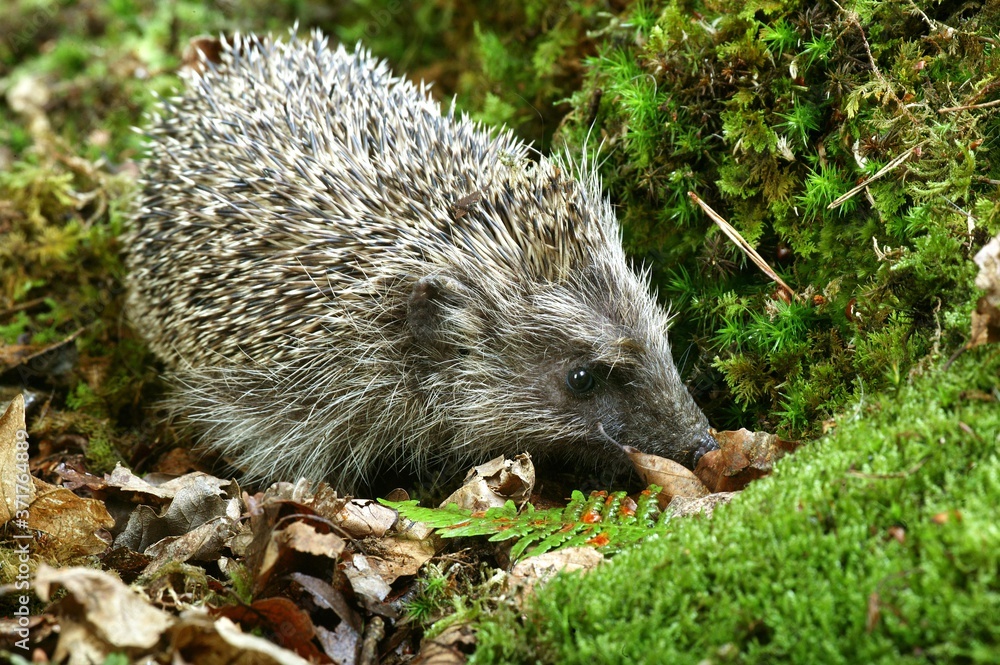 Naklejka premium European Hedgehog, erinaceus europaeus, Normandy