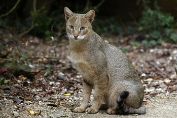 Jungle Cat, felis chaus, Female