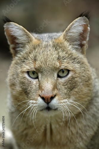 Jungle Cat, felis chaus, Portrait of Male