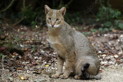 Valokuvatapetti Jungle Cat, felis chaus, Female