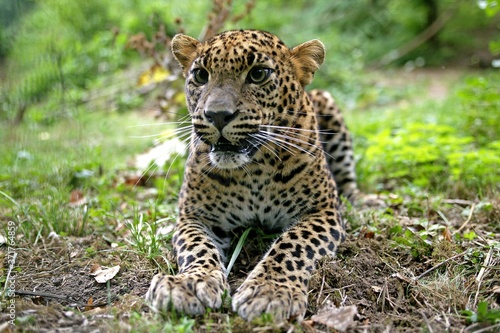 Sri Lankan Leopard, panthera pardus kotiya © slowmotiongli