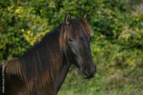 Portrait of Horse