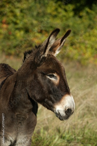 Portrait of Normandy Donkey