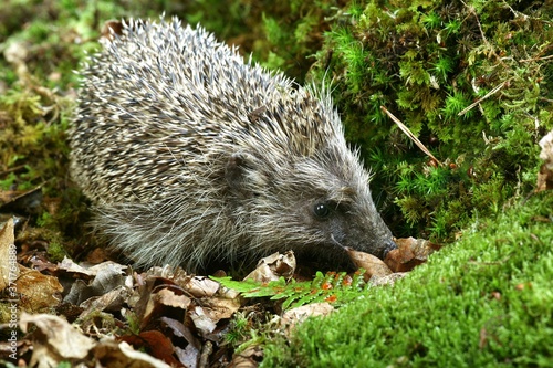 European Hedgehog, erinaceus europaeus, Normandy