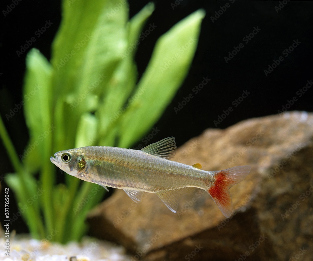 Fototapeta premium Bloodfin Tetra, aphyocharax anisits